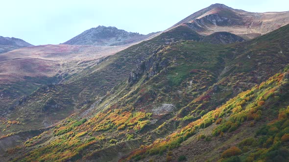 Mountain Thickets Covered With Colorful Alpine Tundra Vegetation Colors in Approaching Autumn Season alt