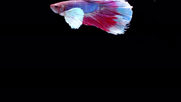 Siamese fighting fish (Betta splendens) alt