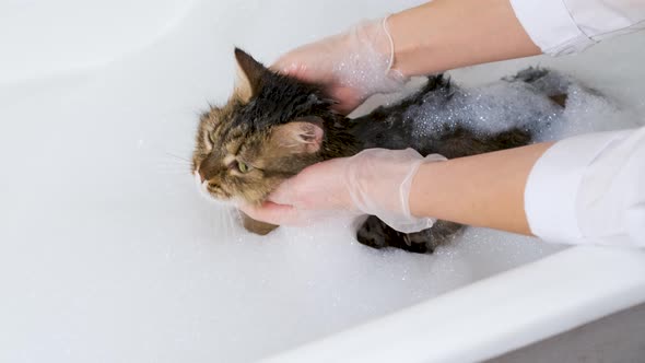 The girl washes a fluffy cat in a bathroom with white foam. Grooming procedure
