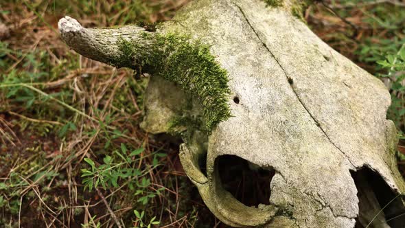 Cow skull lying on the ground. Dried cow skull. Side view. Skull of a bull or cow animal. cow skull 