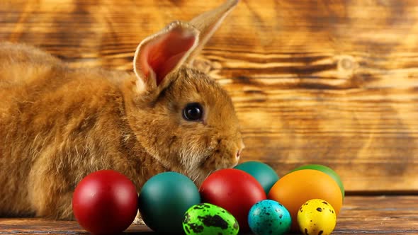 a Small Fluffy Brown Easter Bunny with Painted Colorful Easter Eggs Sits on a Brown Background alt