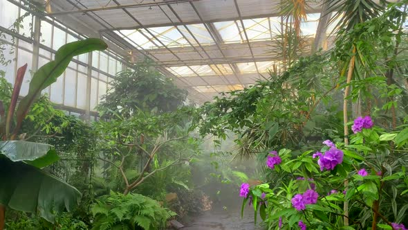 Vertical Watering in a Jungle Tropical Greenhouse Cultivation of Exotic Plants