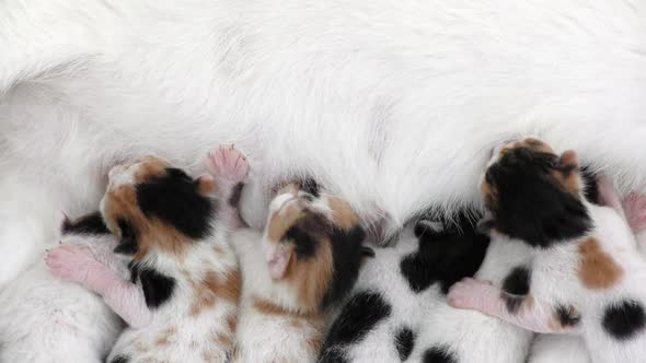 Kitty Baby Cats Feeding from Mothers Breast 6 alt