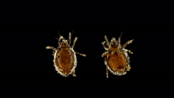 Mite Oribatida Under Microscope, Order Sarcoptiformes alt