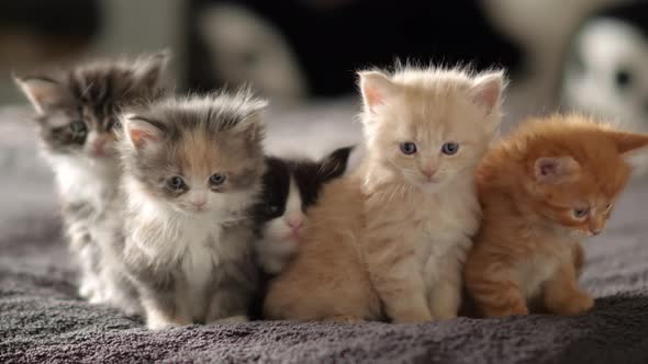 Cute Stock Footage of Maine Coon Kitten at 35 days old