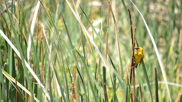 Yellow Weaver Bird posing on a reed as it gently blows in the wind. Another one joins in in the back alt
