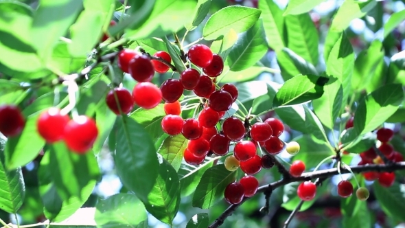 Ripe Sour Cherry Branch in the Beating Wind 02