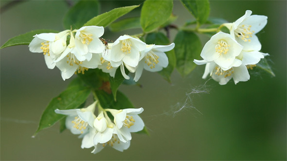 Flower of Jasmine