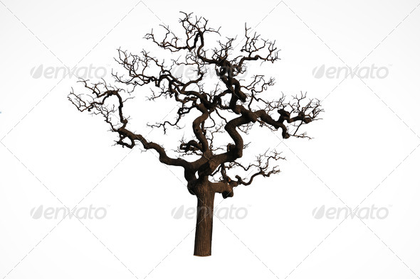 ancient tree - Stock Photo - Images