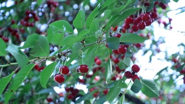 Ripe Sour Cherry Branch in the Beating Wind 03