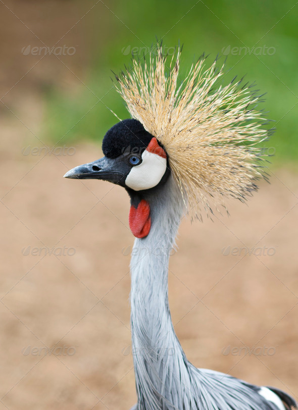 Grey Crowned Crane - Stock Photo - Images