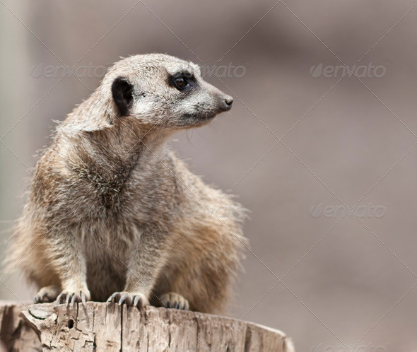 Meerkat - Stock Photo - Images
