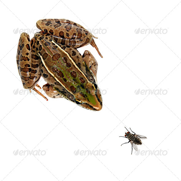Leopard Frog and Fly - Stock Photo - Images