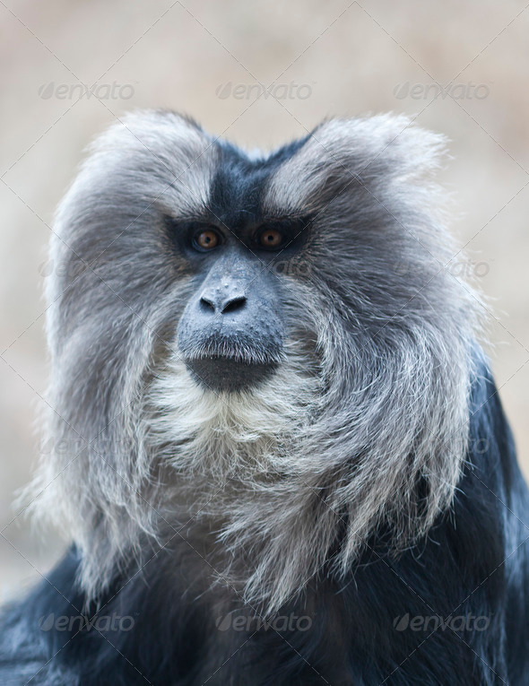 Lion Tailed Macaque - Stock Photo - Images