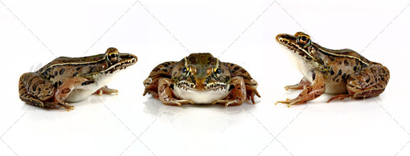 Leopard Frogs - Stock Photo - Images