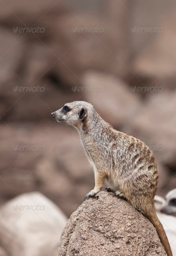 Meerkat - Stock Photo - Images