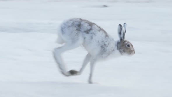 Running White Hare In Sweden Wildlife alt