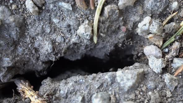 Ants Carry Stones From The Anthill 2 alt