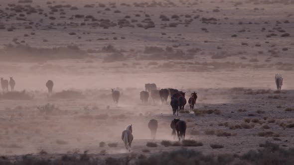 Wild horses moving into the distance across the west desert in Utah alt