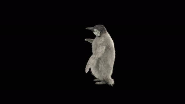 79 Penguin Dancing 4K alt