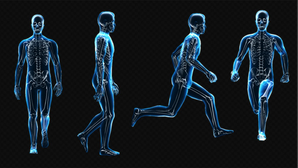 Walk and Run X-Ray Cycle Animation