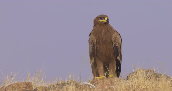 Close up Of Steppe Eagle Watching And Waiting For Prey. alt