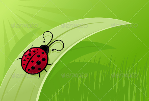 Ladybug