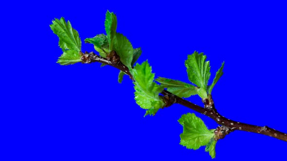 Hawthorn buds opening Time lapse. Footage with alpha channel
