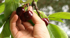 Country Life and Nature