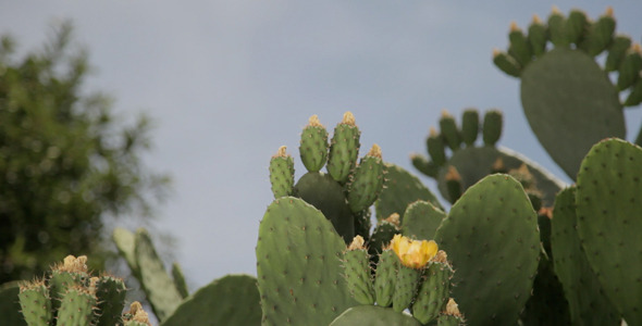 Cactus with Blue Sky