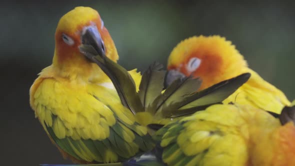 sun conure parrot bird