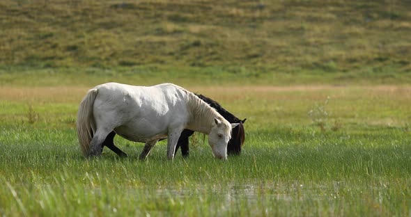 Beautiful Horses Graze in the Meadow alt