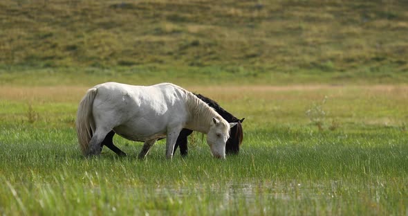 Beautiful Horses Graze in the Meadow