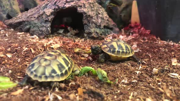 Terrestrial Little Turtles Rest in Their Home a Small Breed of Turtles alt