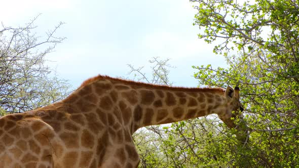 A giraffe eating leaves on tall trees