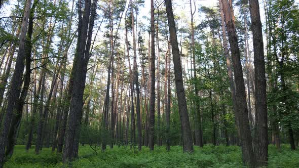 Wild Forest Landscape on a Summer Day alt