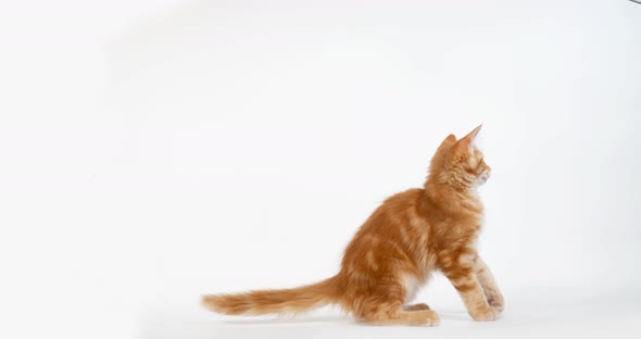 Cream Blotched Tabby Maine Coon, Domestic Cat, Kitten playing against White Background, Normandy alt