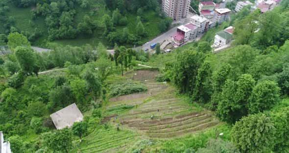 Tea Terrace And Workers Aerial View 5