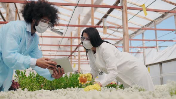 Focused Female Agriculture Engineer Pouring Sample Abiotic Fertilizers at Organic Plant Holding alt