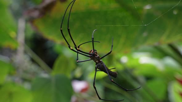 Side view of giant golden orb weaver spider spinning web, defocused forest background alt