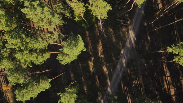 Drone View on Pine Forest and Tree Tops