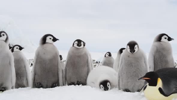Emperor Penguin Chicks ,Aptenodytes Forsteri, on the Ice