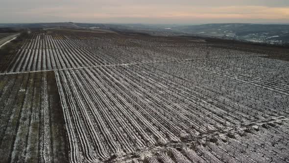 Frozen Vineyard Landscape At Sunset