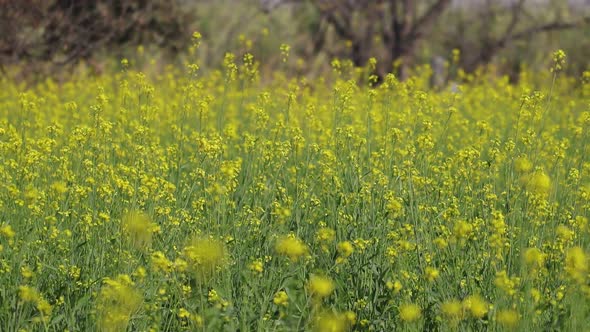 Mustard Crop