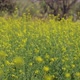 Mustard Crop - VideoHive Item for Sale