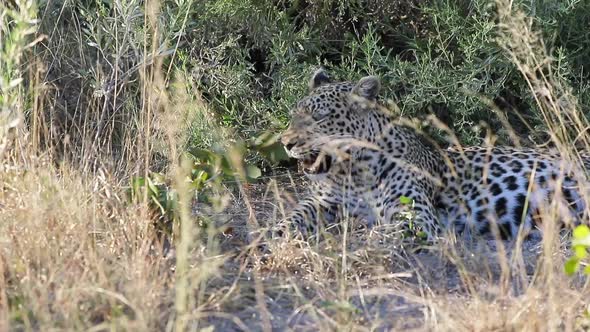 African Leopard scans surroundings from comfortable spot in the shade alt