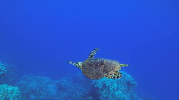 Hawksbill Sea Turtle alt