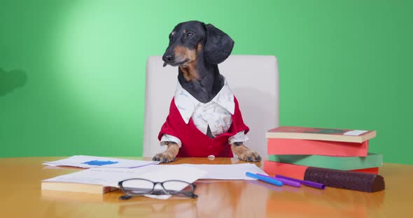 Dachshund Sits at Teacher Desk with Books and Papers in Room