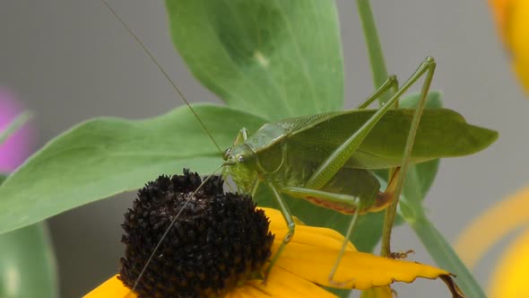 Leaf Grasshopper sitting on a yellow flower