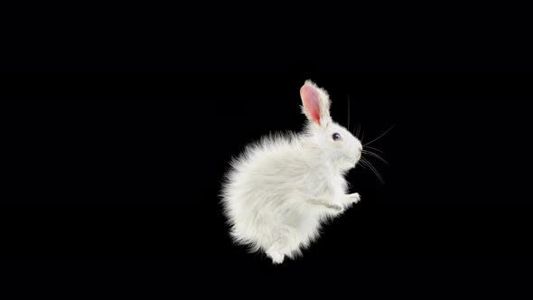 Rabbit Dancing 4K alt